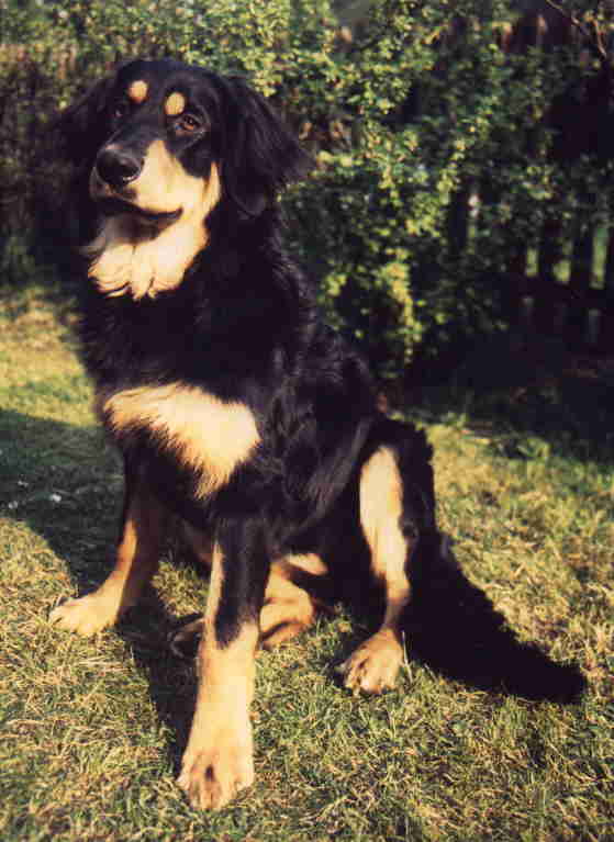 Aysha vom Katzbach