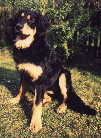 Aysha vom Katzbach