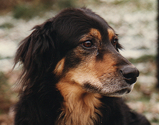 Doreen vom Tannengrund